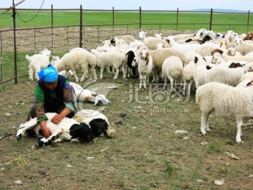 蒙古族剪羊毛