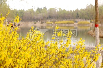 迎春花