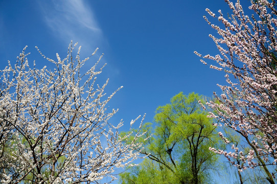 春花盈春色