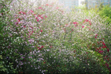 春暖花开