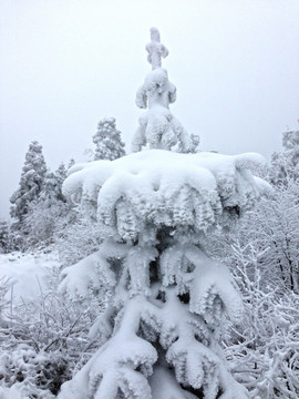 白雪  大树