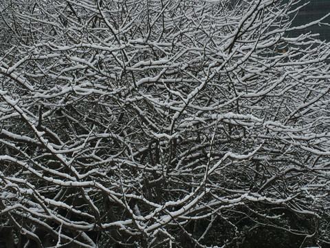 雪景