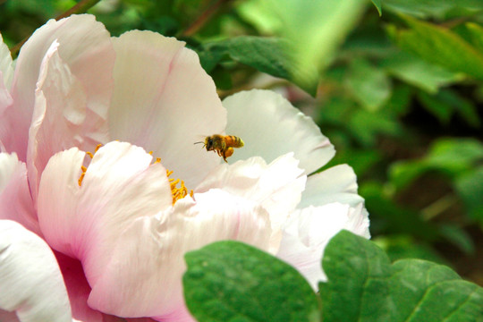 牡丹蜜蜂