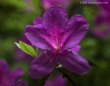 杜鹃花