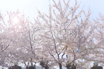 樱花盛开的春天