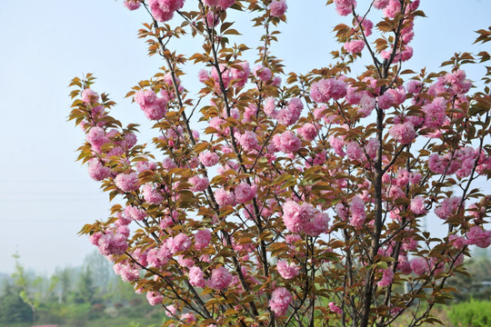 樱花园   樱花  红色花