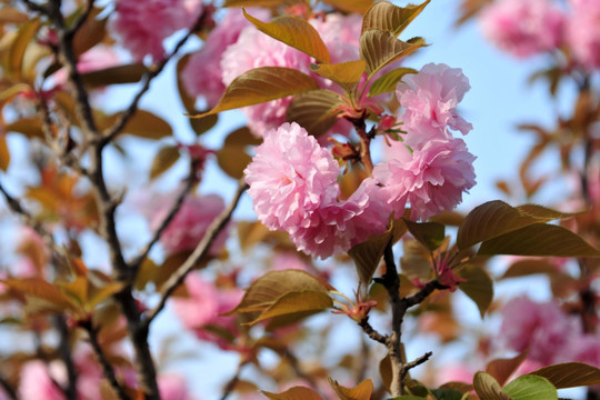 樱花  日本樱花  大樱花