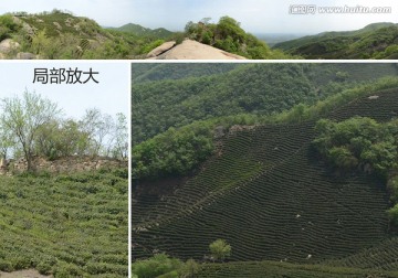 茶山全景图