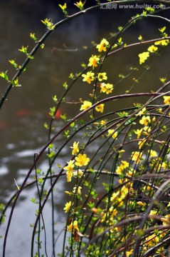 迎春花