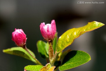 海棠花苞