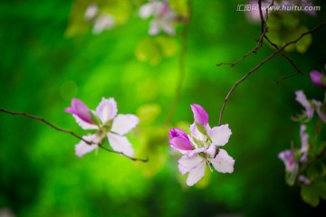 紫荆花