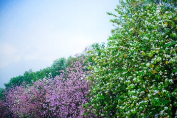 紫荆花树林