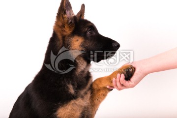 与人握手的小狗