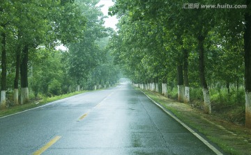 雨后两边有杨树的柏油路