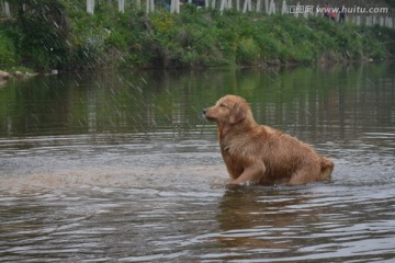 赛级犬 导盲犬