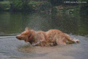 导盲犬