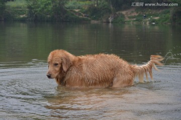 导盲犬