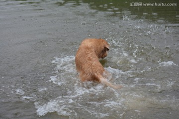 导盲犬