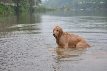 导盲犬游泳