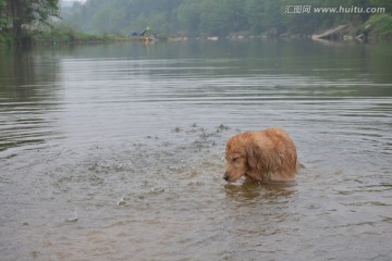 导盲犬游泳