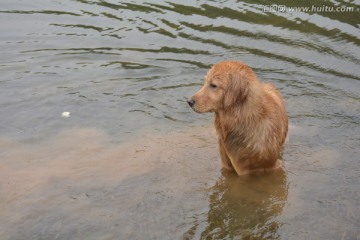 金毛寻回犬 游泳