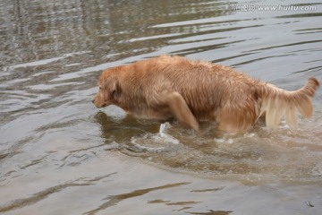 金毛寻回犬 游泳