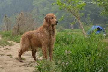 金毛寻回犬 游泳