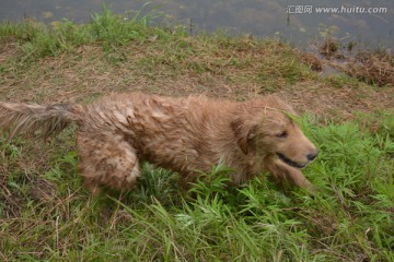 金毛寻回犬