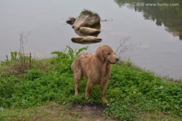 金毛寻回犬