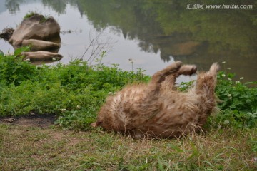 金毛寻回犬