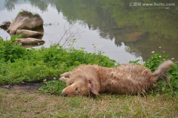 金毛寻回犬