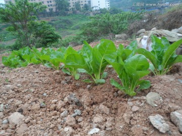 莴笋种植