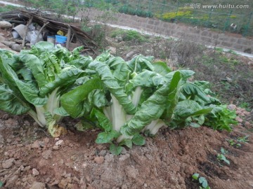 牛皮菜