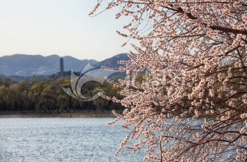 桃花宝塔