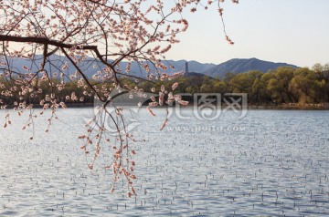 青山碧水映桃花