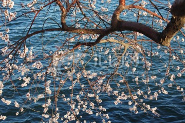 桃花拂湖面