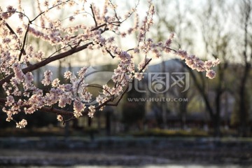 逆光桃花春景