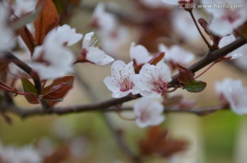 樱花