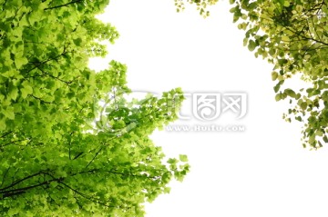 白背景的树枝绿叶