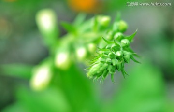 植物花蕾高清特写