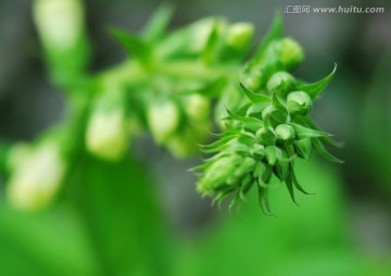 植物花蕾高清特写