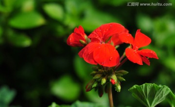 带露珠的红花