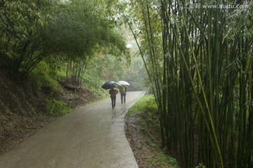 乡村竹林道路