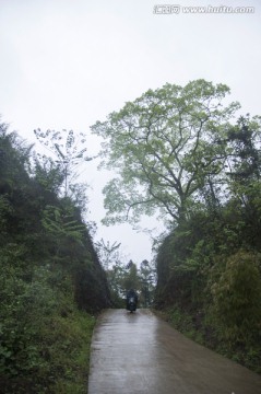 底堡断筋山黄葛树