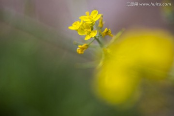 油菜花