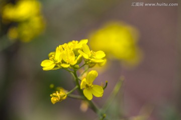 油菜花特写