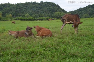 小黄牛群