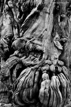千年老树干 黑白摄影