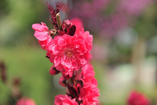 桃花  红桃花