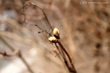 春芽 树枝 春天 树叶儿 树牙